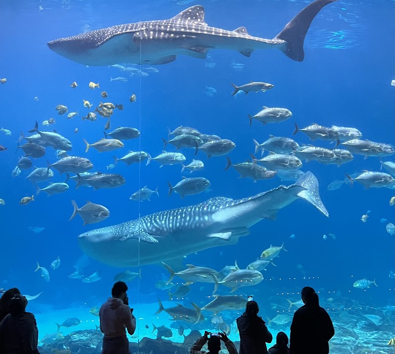 Georgia Aquarium — Tourist Attractions in Atlanta. Rated 4.6 stars.